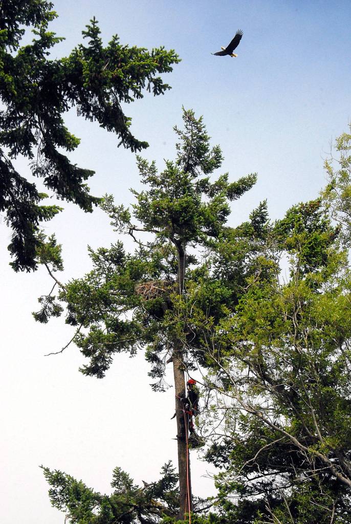 A parent eagle circles a tree containing its nest after a pair of eaglets were returned to their aerie by Casey Balch of Pacific Northwest Tree Service, shown decending the tree. (Keith Thorpe/Peninsula Daily News)