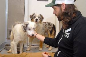 Agnew dog owner’s death leaves 29 canines needing care