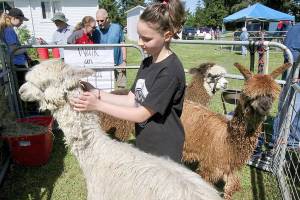 PHOTO: Woolly friends found at Shepherd’s Festival