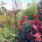 A small urban garden built around a pond is one of seven on the upcoming Secret Garden Tour.