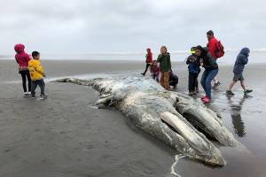 Federal scientists to investigate spike in gray whale deaths on West Coast