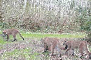 Cougar sighting prompts third Quilcene school lockdown