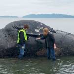 Malnourished whale washes up at Port Ludlow