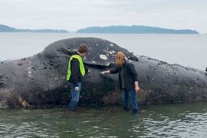 Malnourished whale washes up at Port Ludlow