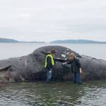 AmeriCorps members Michael Siddel and Ellie Kravets examine the gray whale that washed ashore at Port Ludlow. (Port Townsend Marine Science Center)