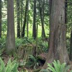 NWI seeks to add forestland, store carbon