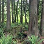 The Northwest Watershed Institute is raising money to conserve a native older forest in the Tarboo Creeks watershed. (Northwest Watershed Institute)