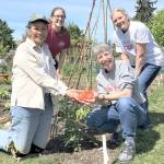 Veteran Clallam County Master Gardeners, from left, Audreen Williams, Laurel Moulton, Jeanette Stehr-Green and Jan Bartron will share tips on growing tomatoes in the Pacific Northwest at the Woodcock Demonstration Garden on Saturday.