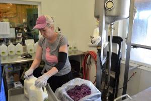 Dungeness Creamery cleared after E. coli found in third sample of raw milk