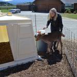 Sarah McCarthey and her son Wade lead a newborn calf into a pen after it was born Saturday during the Dungeness Valley Creamerys 13th anniversary celebration. (Matthew Nash/Olympic Peninsula News Group)