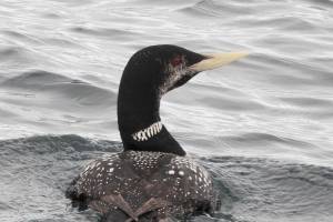 Protection Island’s birds, sea life topic of talk