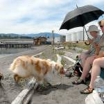 PHOTO: Dogs and their people rest on the shore