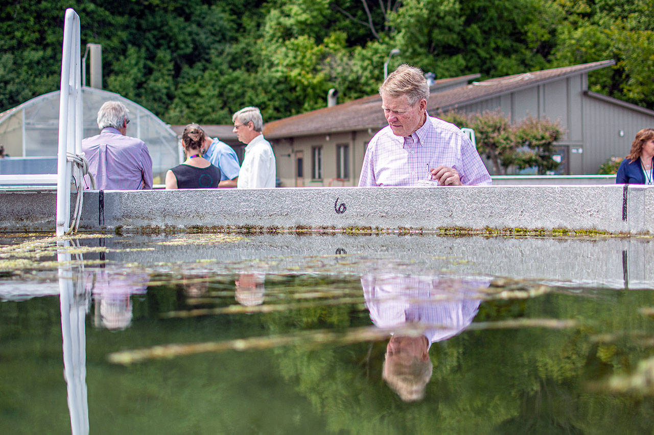 Clallam County Commissioner Randy Johnson inspects eelgrass growing at the Pacific Northwest National Laboratorys Marine Sciences Laboratory in Sequim. (Jesse Major/Peninsula Daily News)