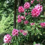 Rhododendrons flourish in one of the Petals and Pathways gardens.