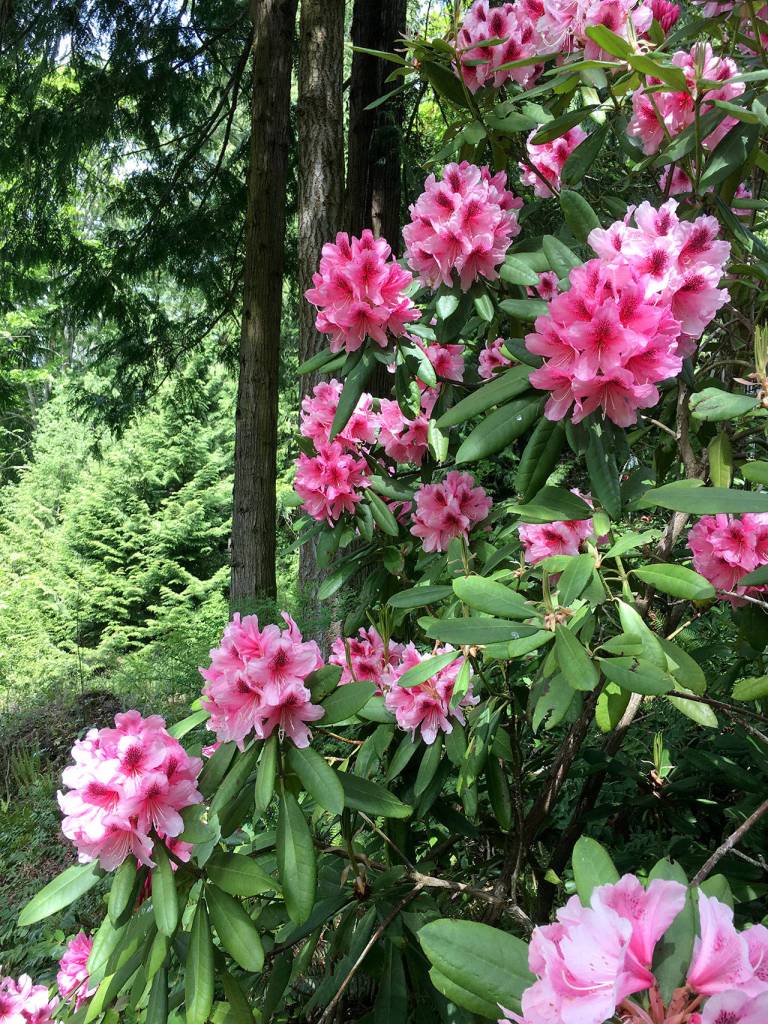 Rhododendrons flourish in one of the Petals and Pathways gardens.
