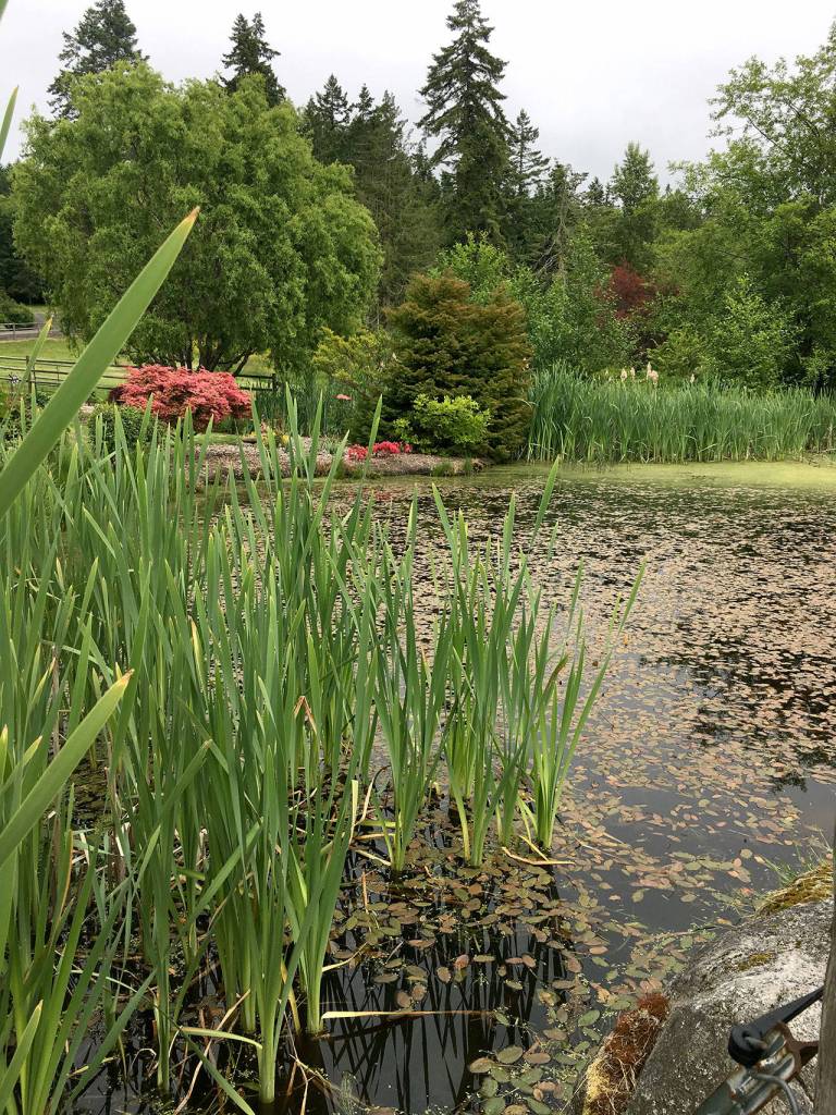 The yard of this Petals and Pathways garden borders a small body of water.
