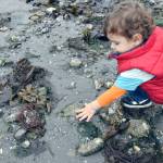 PHOTO: Minus tides yield pools to discover in Port Townsend