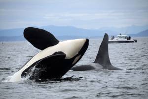 Southern resident orcas spotted after unusual absence