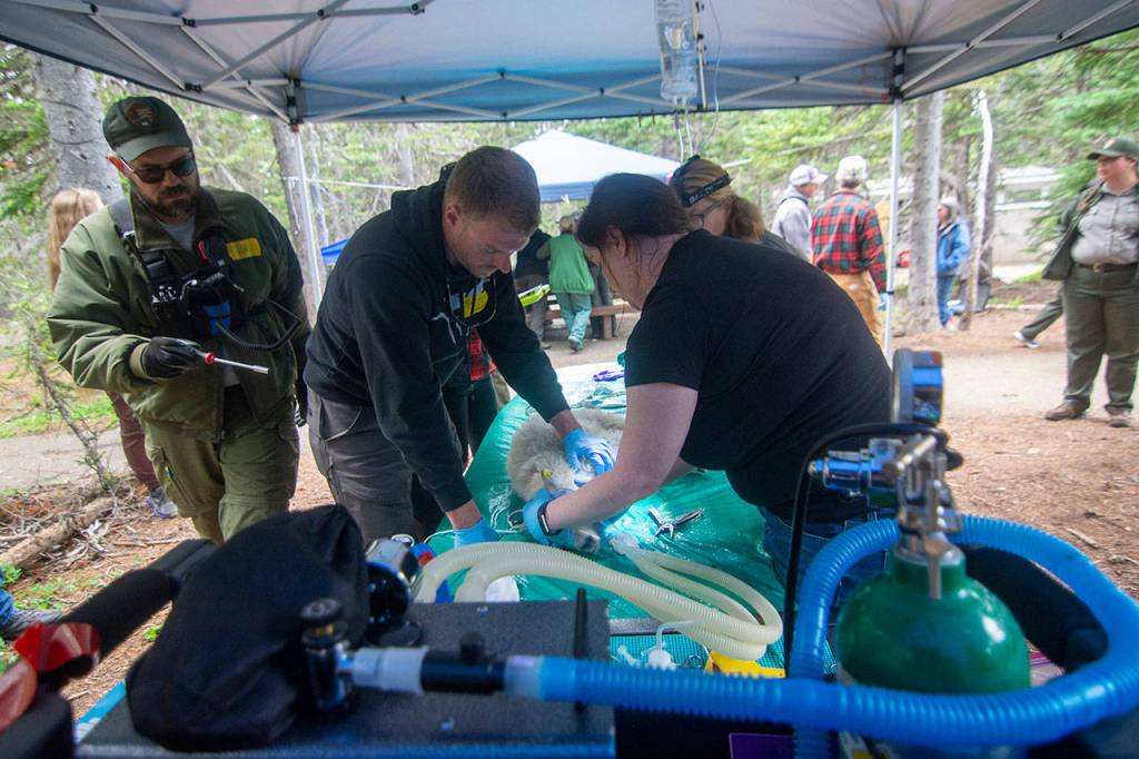 Crews hold down a blindfolded mountain goat kid as veterinarians examine it before transport Tuesday. (Jesse Major/Peninsula Daily News)