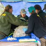 Officials prepare a recently captured mountain goat for transport during goat relocation efforts in Olympic National Park on Tuesday. (Jesse Major/Peninsula Daily News)