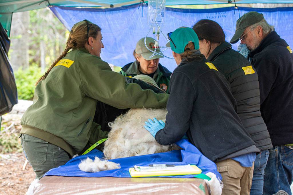 Officials prepare a recently captured mountain goat for transport during goat relocation efforts in Olympic National Park on Tuesday. (Jesse Major/Peninsula Daily News)