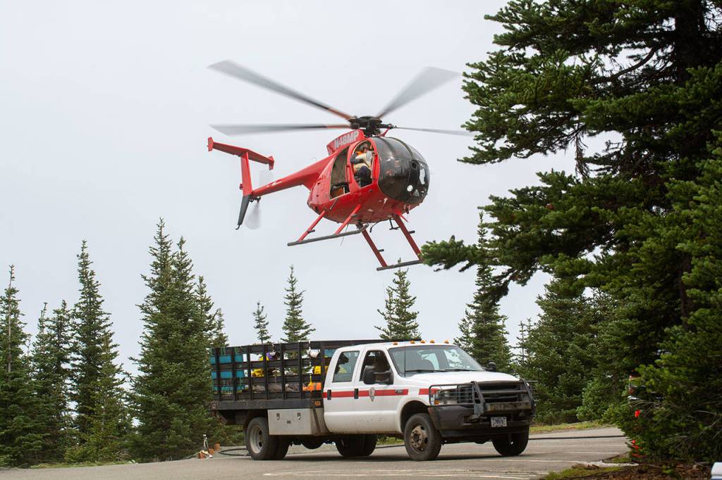 A helicopter flies overhead as crews load goats into the back of a truck in Olympic National Park on Tuesday. (Jesse Major/Peninsula Daily News)