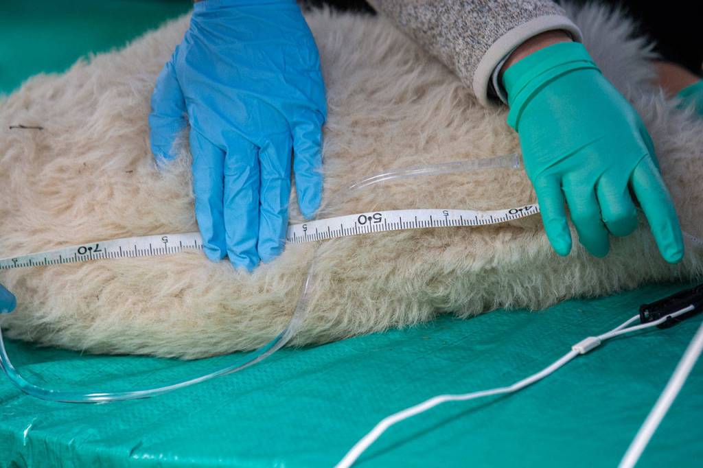 A mountain goat is measured during its examination at Olympic National Park on Tuesday. (Jesse Major/Peninsula Daily News)