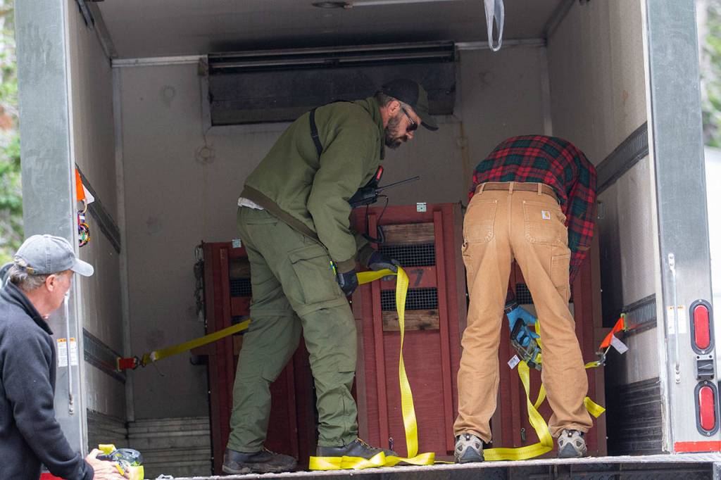 Mountain goats are loaded into a refrigerated truck Tuesday. (Jesse Major/Peninsula Daily News)