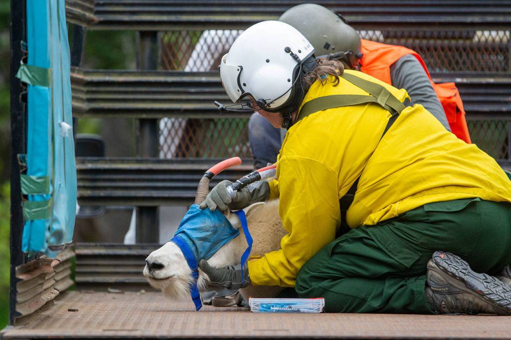 Patti Happe, Olympic National Park wildlife branch chief, holds down a goat in the back of a truck Tuesday. (Jesse Major/Peninsula Daily News)