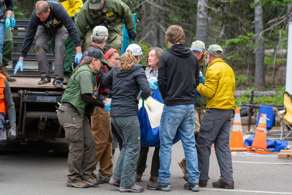 Crews carry a mountain goat in Olympic National Park on Tuesday. (Jesse Major/Peninsula Daily News)