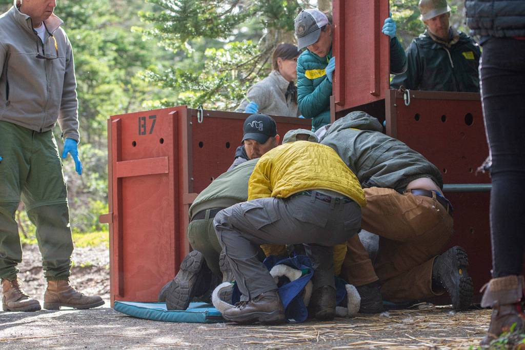 Officials load a mountain goat into a crate Tuesday so it can be transported to the North Cascades. (Jesse Major/Peninsula Daily News)