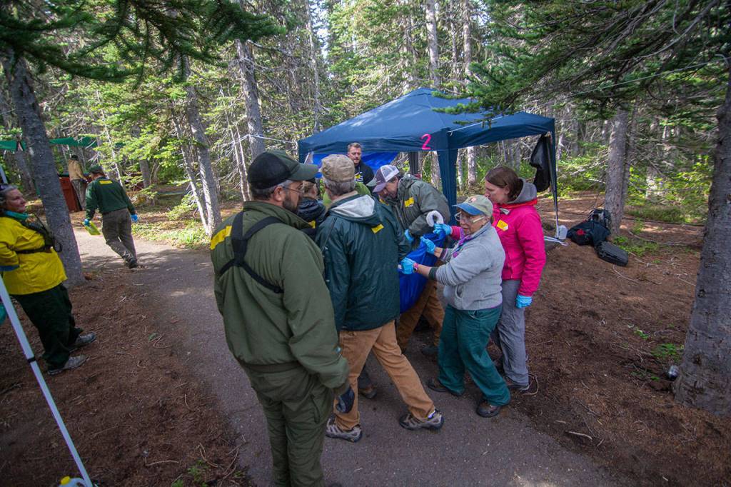 Officials carry a mountain goat to a crate Tuesday so it can be transported from Olympic National Park to the North Cascades. (Jesse Major/Peninsula Daily News)
