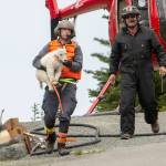Derrick Halsey of Leading Edge Aviation carries a mountain goat kid to be transported to the North Cascades on Tuesday. (Jesse Major/Peninsula Daily News)