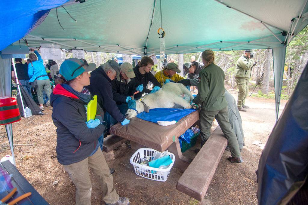 Crews hold down a blindfolded mountain goat as veterinarians examine him before transport Tuesday. (Jesse Major/Peninsula Daily News)