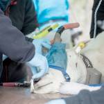 Crews hold down a blindfolded mountain goat as veterinarians examine him before transport Tuesday. (Jesse Major/Peninsula Daily News)