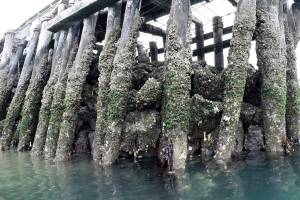 Point Hudson jetty project gets forward momentum