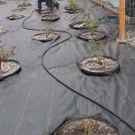 Planting the roses in their 2-foot deep holes with a ring drip-irrigation system. (Jeanette Painter)