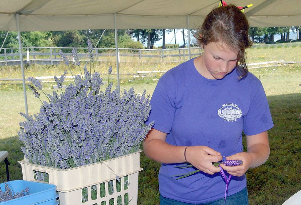 Washington Lavender Farm volunteer Ruth Berneking, 14, weaves a wand from stalks of lavender Saturday during the first weekend of the farms 10-day Lavender Festival. (Keith Thorpe/Peninsula Daily News)