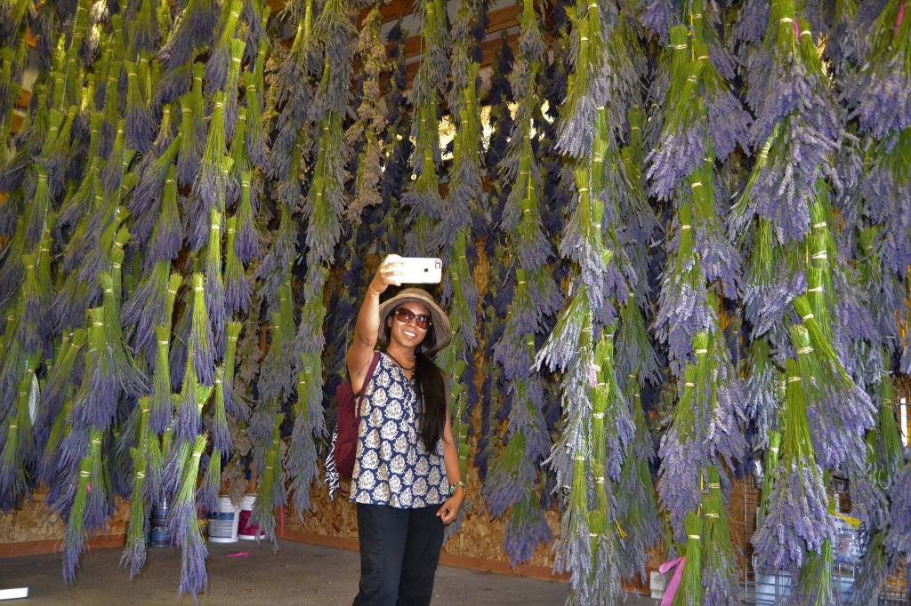 During last years Sequim Lavender Festival, Debbie Ferreria of Bellevue takes a selfie in the barn of Kitty Bs Lavender Farm. The farm reopens this weekend for the festival. (Matthew Nash/Olympic Peninsula News Group)