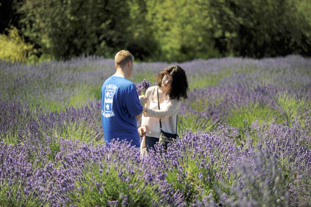 Zac and Cat Romiski of Joint Base Lewis-McChord cut lavender for the first time at Lavender Connection during last years Sequim Lavender Weekend. They spent some time at a few farms, the couple said. (Matthew Nash/Olympic Peninsula News Group)