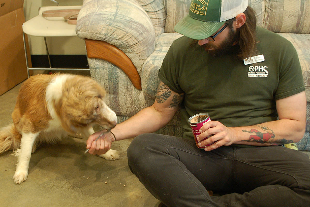 Rescue dog Leidi nervously eats some food offered to her by Brad Evans, the shelter manager at the Olympic Peninsula Humane Society. Leidi is one of the 29 Australian shepherd-border collie mixes rescued from a property in Agnew in May after their owner died. (Conor Dowley/Olympic Peninsula News Group)