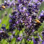 Bees buzz around lavender plants at Lost Mountain Lavender Farm on Saturday. (Keith Thorpe/Peninsula Daily News)