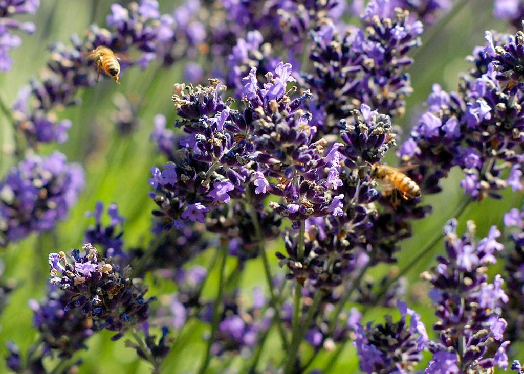 Bees buzz around lavender plants at Lost Mountain Lavender Farm on Saturday. (Keith Thorpe/Peninsula Daily News)