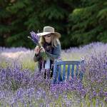 PHOTO GALLERY: Sequim Lavender Weekend events on tap today