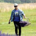 William Tang of Fat Cat Garden and Gifts carries a basketful of hand-picked lavender to the farms gift shop Friday. (Keith Thorpe/Peninsula Daily News)