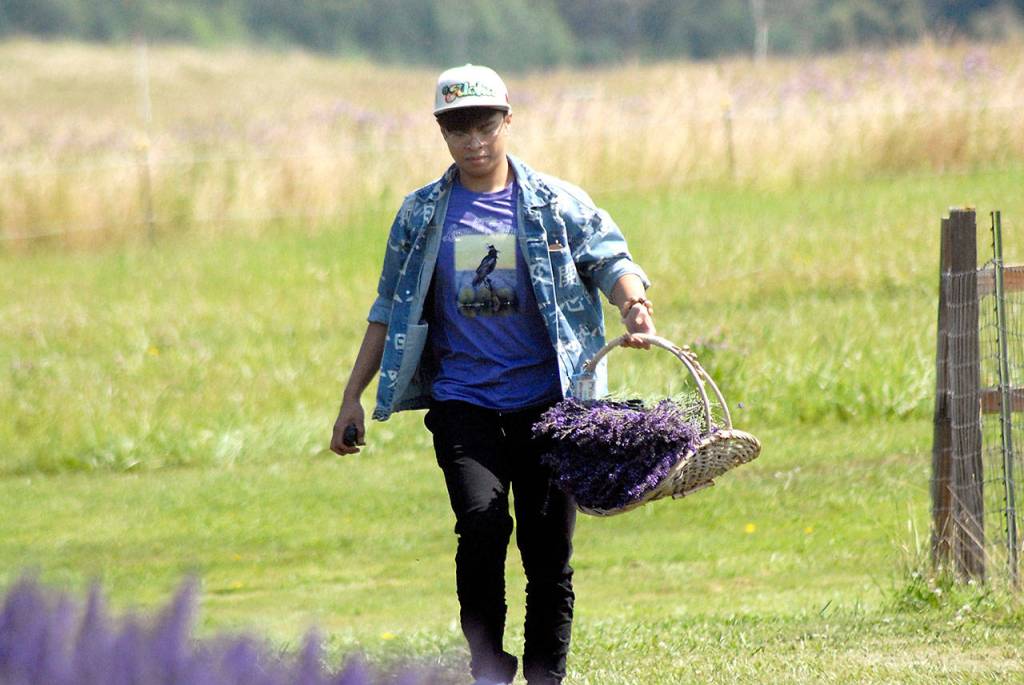 William Tang of Fat Cat Garden and Gifts carries a basketful of hand-picked lavender to the farms gift shop Friday. (Keith Thorpe/Peninsula Daily News)