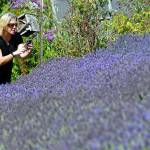 Dawn James of Graham takes a photo of a row of lavender at Nelsons Duckpond and Lavender Farm on Saturday. (Keith Thorpe/Peninsula Daily News)