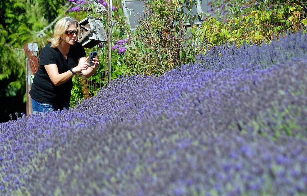 Dawn James of Graham takes a photo of a row of lavender at Nelsons Duckpond and Lavender Farm on Saturday. (Keith Thorpe/Peninsula Daily News)