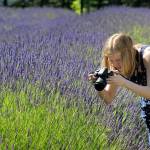 Tamara Erickson of Gig Harbor takes photos Saturday of lavender growing at Lost Mountain Lavender Farm. (Keith Thorpe/Peninsula Daily News)
