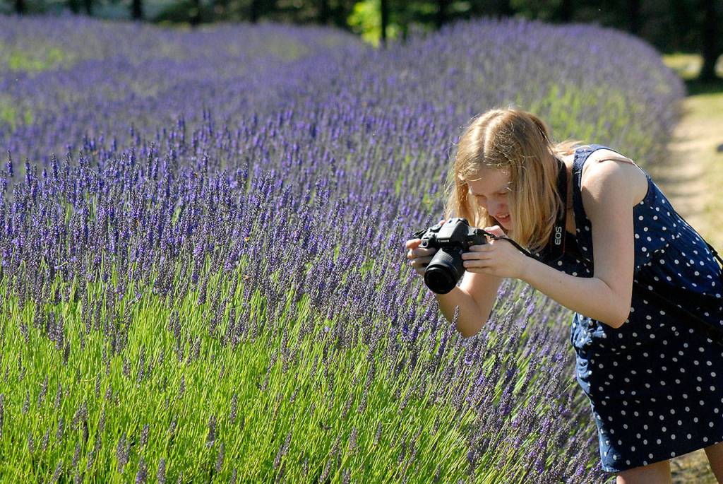 Tamara Erickson of Gig Harbor takes photos Saturday of lavender growing at Lost Mountain Lavender Farm. (Keith Thorpe/Peninsula Daily News)